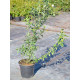 Саженцы голубики сорт "Бонус" 4-летние в контейнере 7.5 л