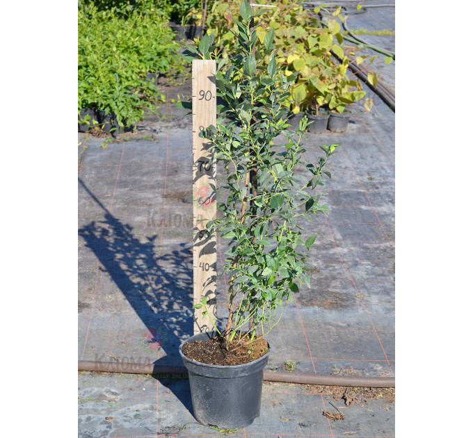 Саженцы голубики сорт "Бонус" 4-летние в контейнере 7.5 л