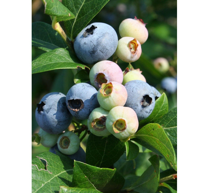 Саженцы голубики Эллиот, 4 лет контейнер 5 л