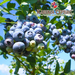 Голубика "Блюкроп" 4-лет. контейнер 20л