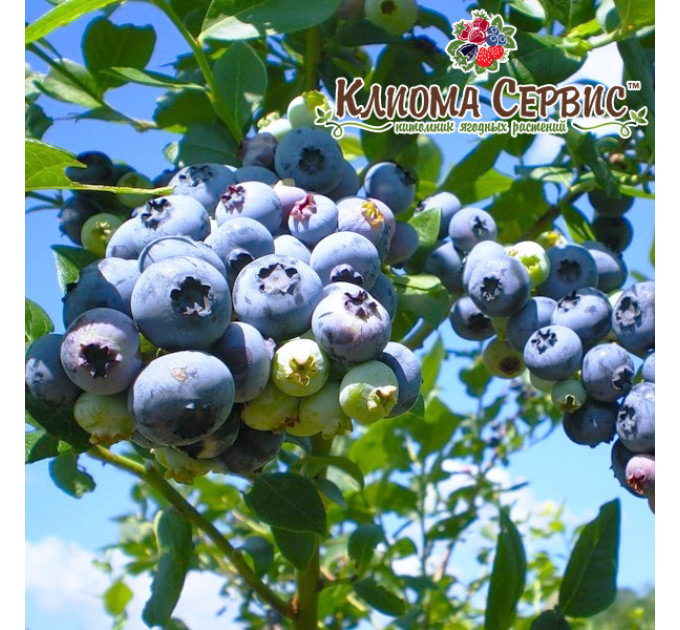 Голубика "Блюкроп" 4-лет. контейнер 20л