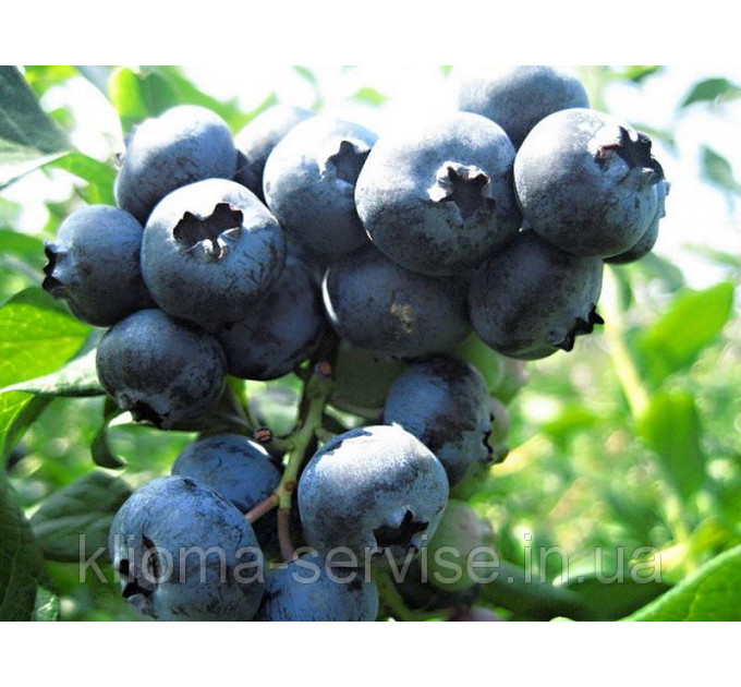 Голубика "Патриот" 4-лет. контейнер 5л