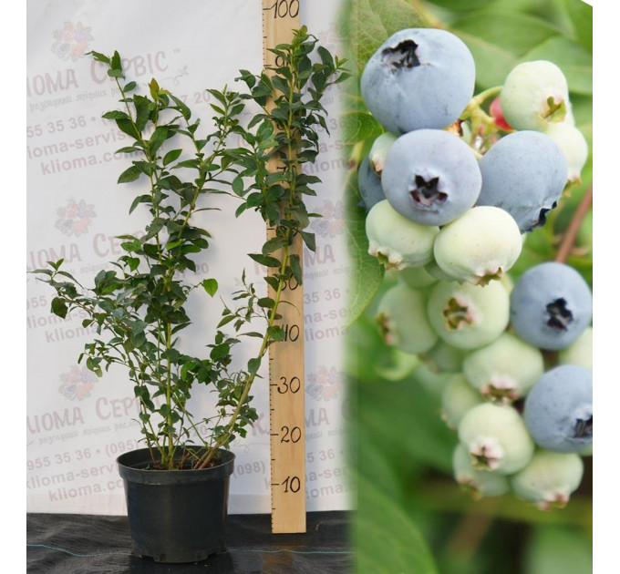 Голубика "Блюкроп" 4-лет. контейнер 20л