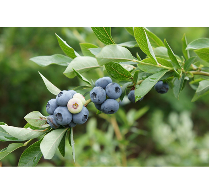 Голубика "Спартан" 4-лет. контейнер 10л