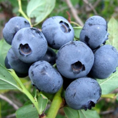 Голубика "Спартан" 4-летняя, конт. 15 л