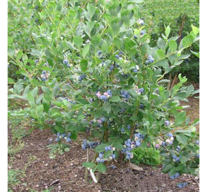 Голубика "Спартан" 4-лет. контейнер 10л