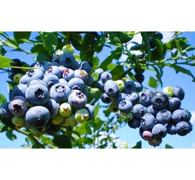 Голубика "Нельсон" 4-лет. контейнер 5л