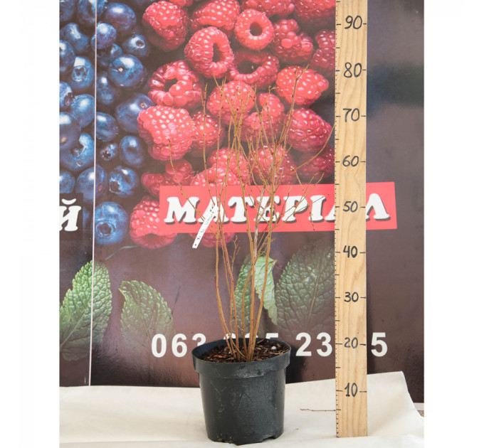 Голубика "Блюголд" 4-лет. в контейнере 5-10 л.