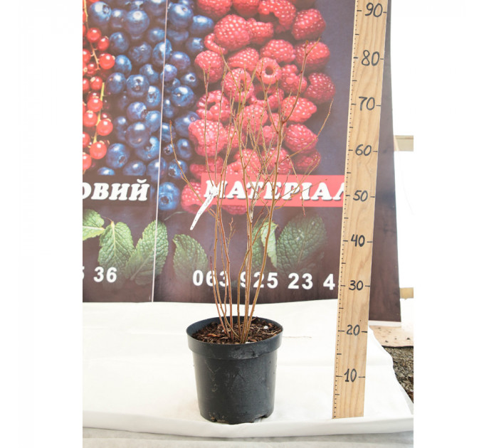 Голубика "Блюголд" 4-лет. в контейнере 5-10 л.