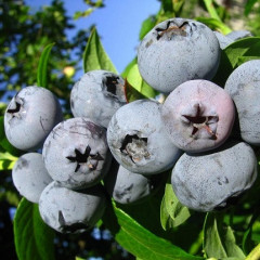 Голубика сорт Блюэтта 4 летняя, конт. 7.5 л
