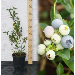 Голубика "Блюголд" 4-лет. контейнер 20л