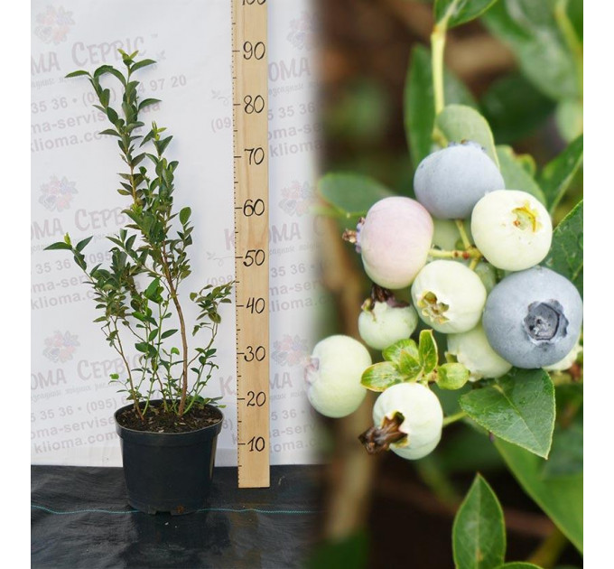 Голубика "Блюголд" 4-лет. в контейнере 5-10 л.