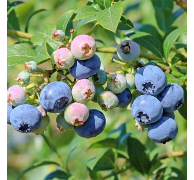 Саженцы голубики сорт "Нельсон" 4-летняя, конт. 15 л