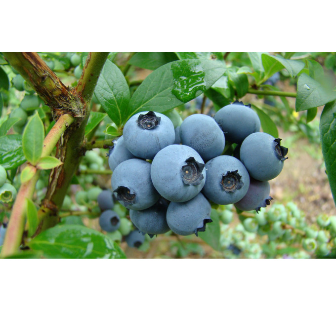 Голубика "Элизабет" 4-лет. контейнер 5л