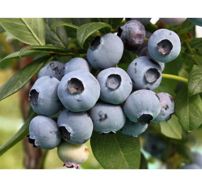 Голубика "Торо" 4-лет. контейнер 10л