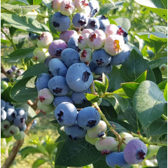 Саженцы голубики сорт Чандлер, 4-лет контейнер 7.5 л