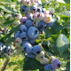 Саженцы голубики сорт Чандлер, 4-лет контейнер 7.5 л