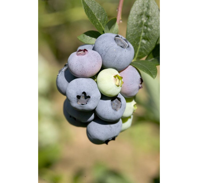 Голубика сорт Дарроу 4 летняя, конт. 7.5 л