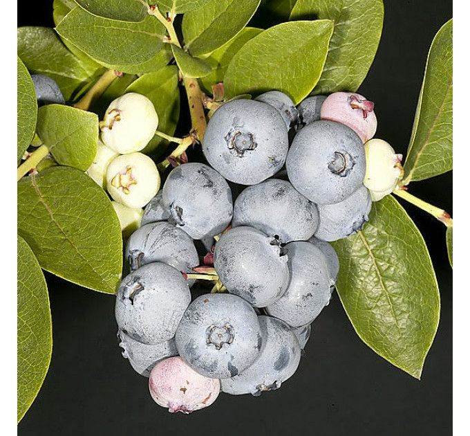 Голубика "Торо" 4-лет. контейнер 10л