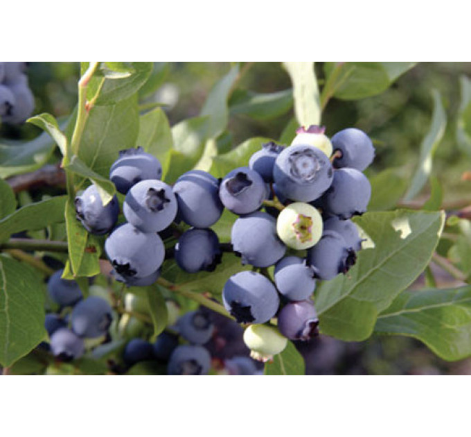 Саженцы голубики Чандлер, 4-летняя в горшке h-100-130см. куст.,3-5 побегов