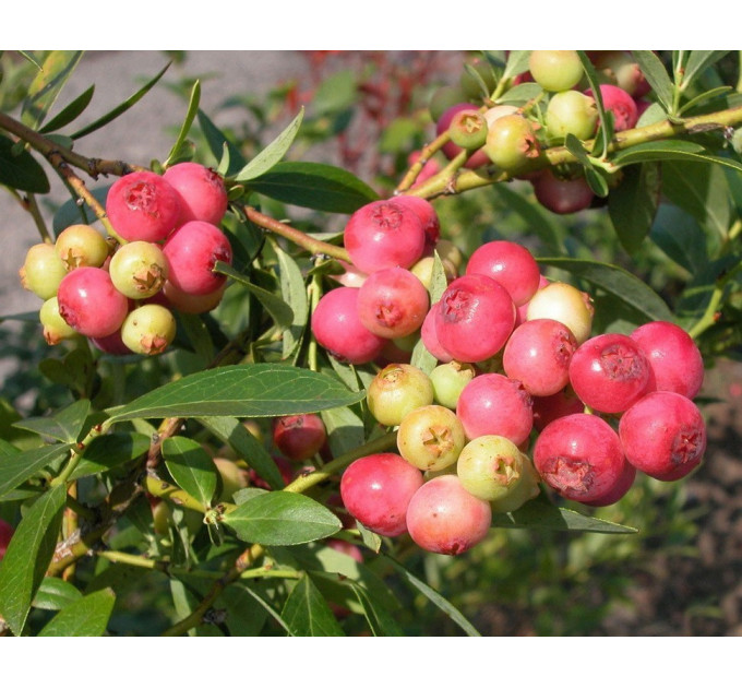 Голубика "Розовый Лимонад" 4-лет. контейнер 20л