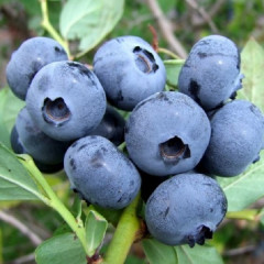 Голубика "Спартан" 4-лет. контейнер 5л