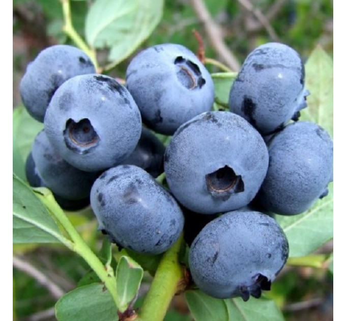 Голубика "Спартан" 4-лет. контейнер 5л