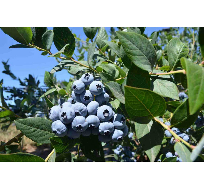 Голубика "Блюкроп" 4-лет. пакет 7,5л