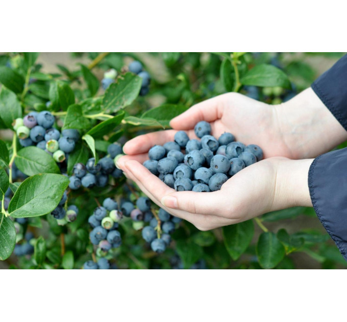 Голубика "Блюкроп" 4-лет. пакет 7,5л