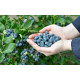 Голубика "Блюкроп" 4-лет. пакет 7,5л