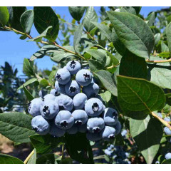 Голубика "Блюкроп" 4-лет. пакет 7,5л