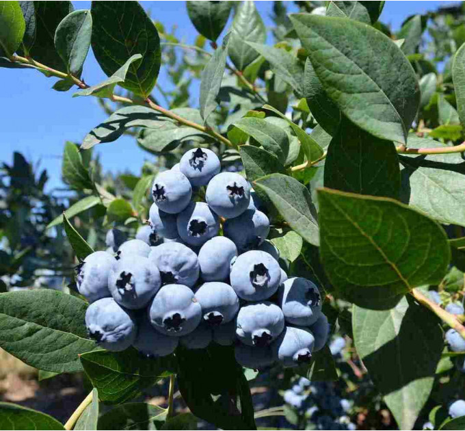 Голубика "Блюкроп" 4-лет. пакет 7,5л