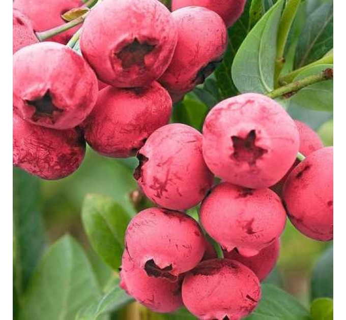 Голубика "Розовый Лимонад" 4-лет. контейнер 20л