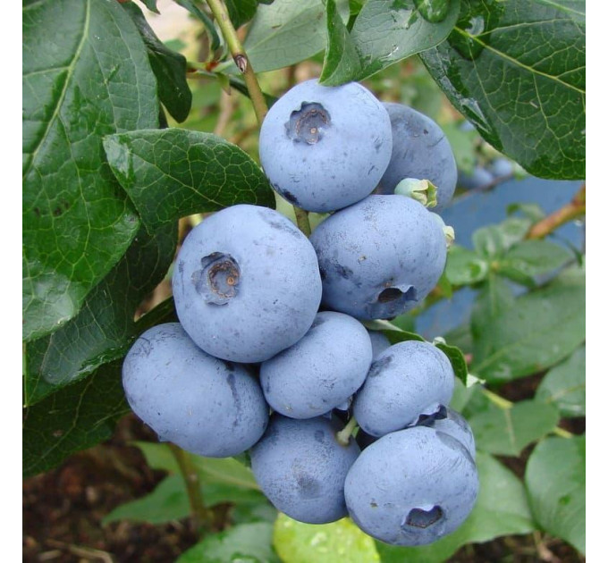 Голубика "Бонус" 4-летняя, конт. 15 л