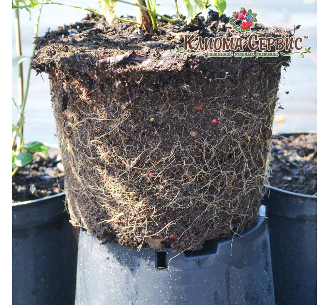 Голубика "Река" 4-лет. контейнер 5-10 л