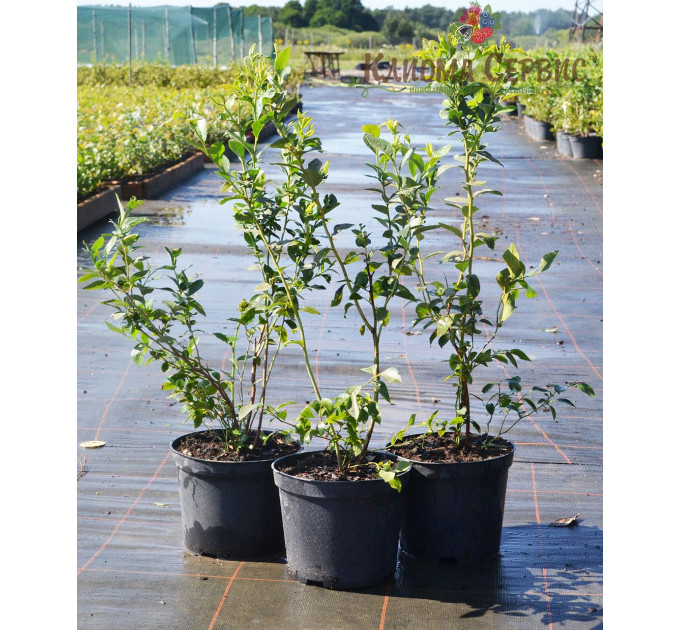 Голубика "Река" 4-лет. контейнер 5-10 л