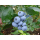 Голубика "Бонус" 4-летняя, конт. 15 л
