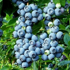 Голубика "Нортленд" 4-лет. контейнер 10л