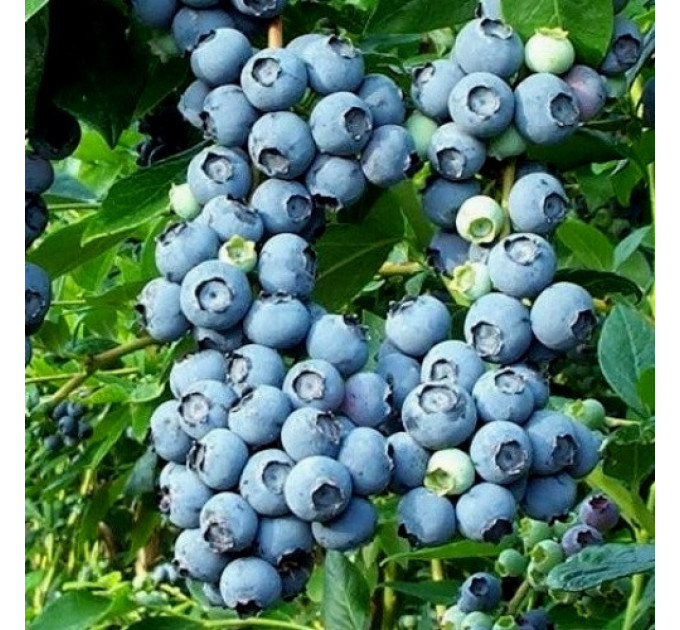 Голубика "Нортленд" 4-лет. контейнер 10л