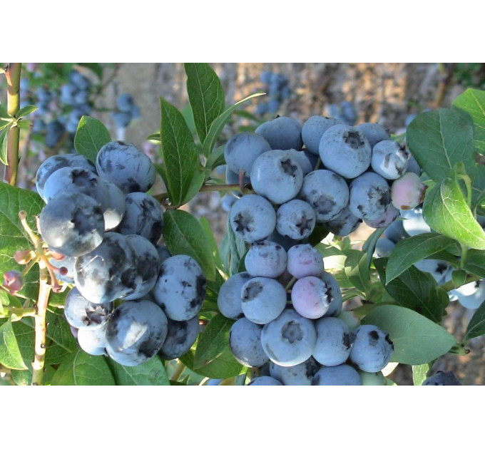 Голубика "Нортленд" 4-лет. контейнер 10л