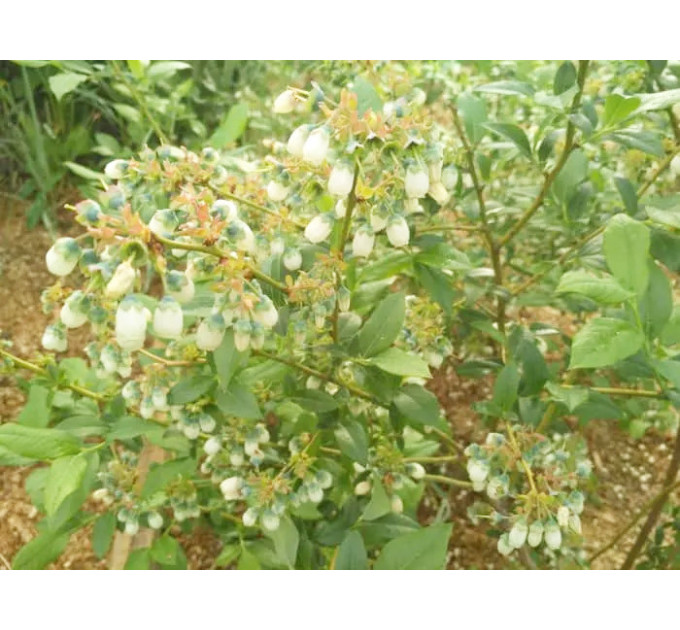 Голубика "Блюкроп" 4-лет. контейнер 5л