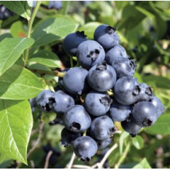 Голубика сорт "Блюголд", 4-летняя, конт. 15 л