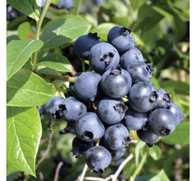 Голубика сорт "Блюголд", 4-летняя, конт. 15 л