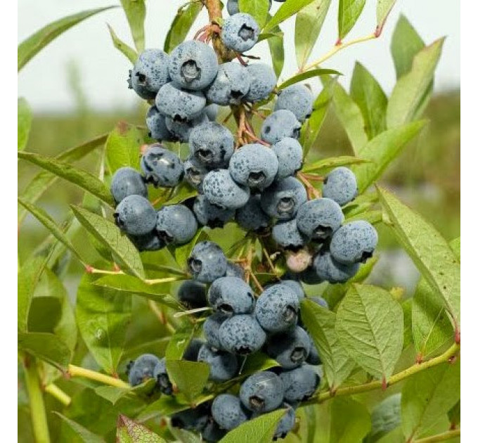 Саженцы голубики Рубель 4-летние в горшке h-60-130см. куст.,3-5 побегов