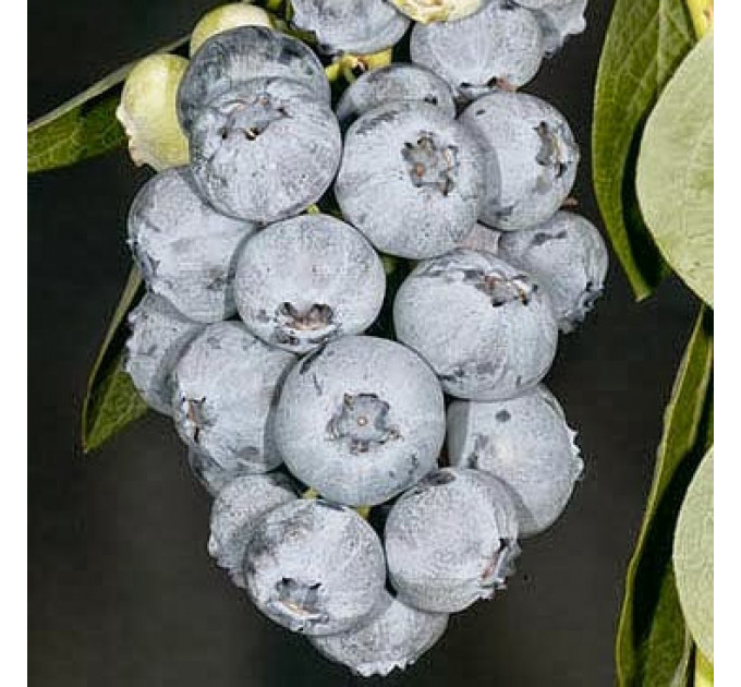 Саджанці лохини Блюголд (Bluegold) 5 річні, конт. 20 л