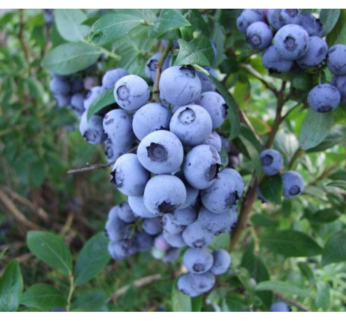 Голубика "Чантиклер" 5-летняя, конт. 25 л