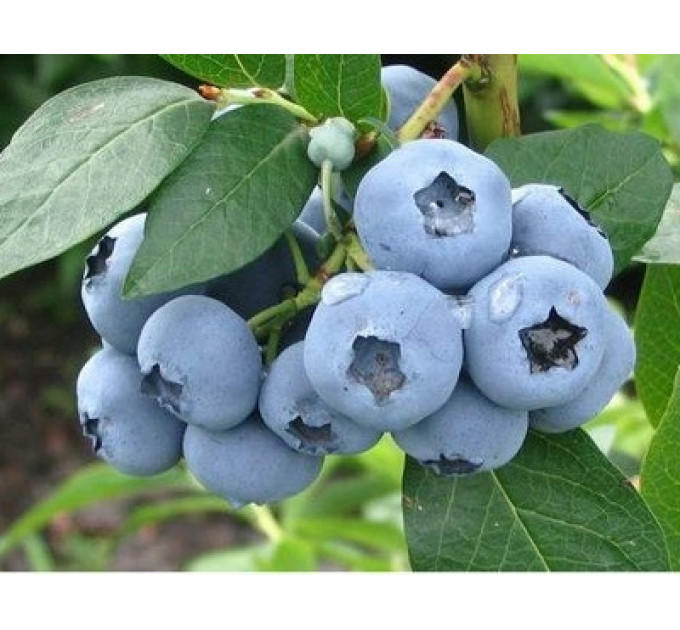Голубика сорт Блюэтта 5 летняя, конт. 25 л