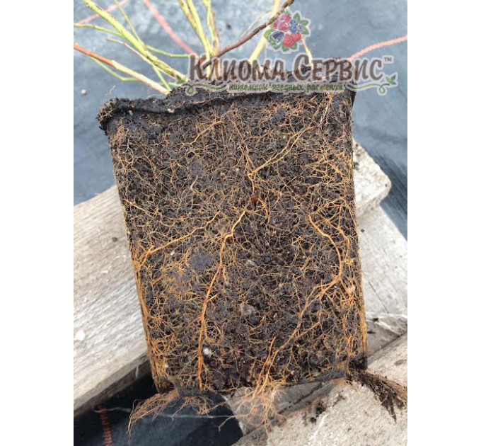 Саджанці лохини Блюголд (Bluegold) 5 річні, конт. 20 л