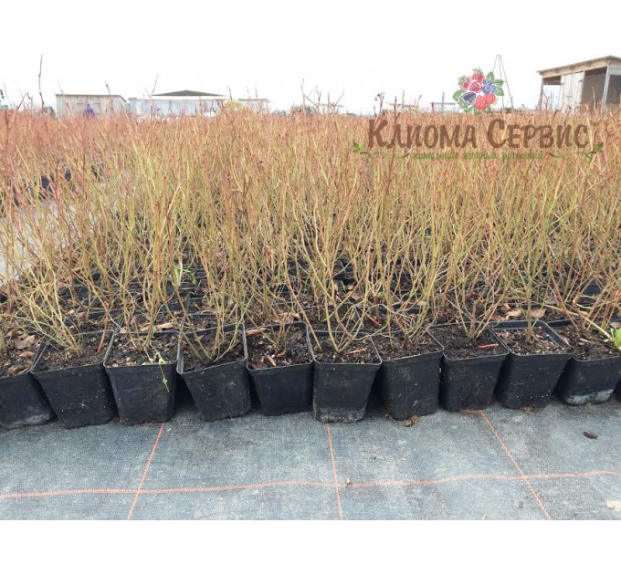 Саджанці лохини Блюголд (Bluegold) 5 річні, конт. 20 л