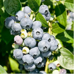 Голубика "Эрлиблю" 5-летняя